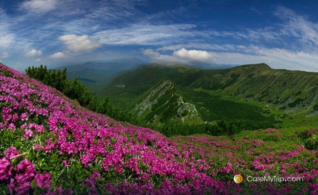 Valley of Flowers and Hemkund Sahib Trek - 05 Nights 06 Days