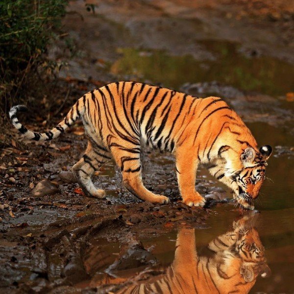 Discover Uttrakhand	Nainital (2) - Kausani (2) - Corbett (2) – Haridwar (1) – Mussoorie (2)