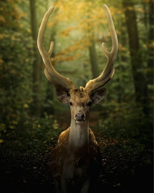 Uttrakhand Delight	Nainital (2) - Kausani (2) - Corbett (1)