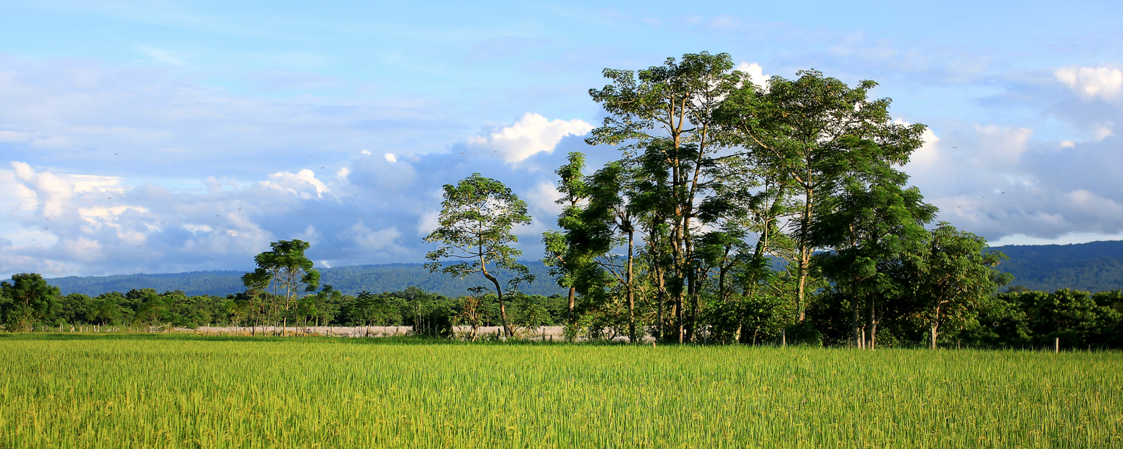 Chitwan